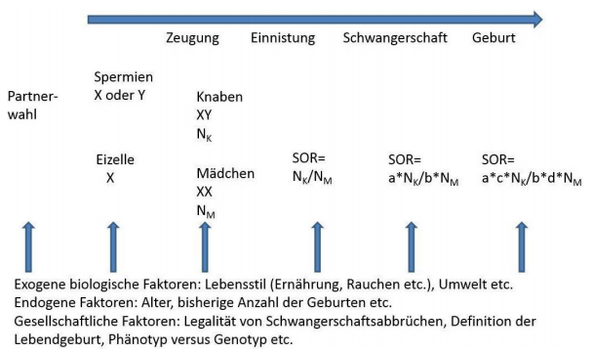 Abbildung: Schematische Darstellung der Einwirkungsmglichkeiten unterschiedlicher Faktoren auf das Geschlechtsverhltnis der Lebendgeborenen